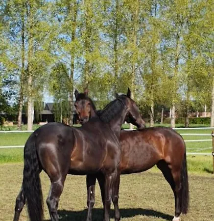 Royaal P&b 't Hoeves Schijndel